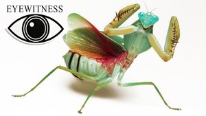 Image Insect