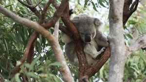 The Great Barrier Reef: A Living Treasure The Islands