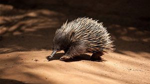 Australia Remastered Platypus and Echidna