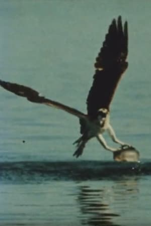 Poster Beutefang des Fischadlers (1980)
