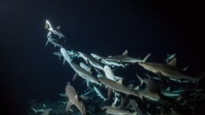 700 requins dans la nuit