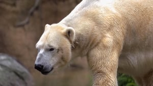 Secrets of the Zoo: North Carolina Polar Bear Opposites