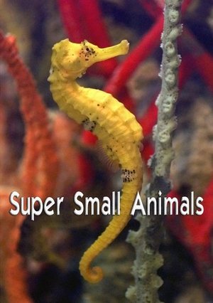 Poster Super Small Animals (2017)