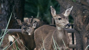 The Deer Divide backdrop