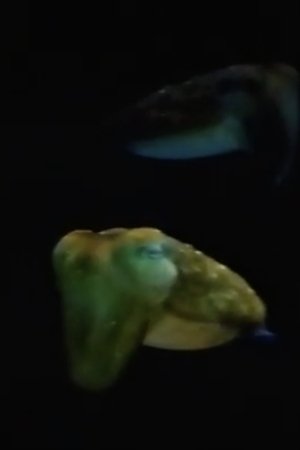 Image Aliens From Inner Space