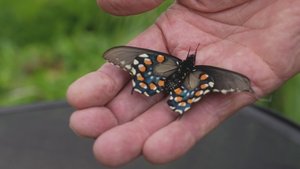 Killer Cases The Butterfly Keeper