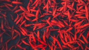 Journeys in Japan: 12×9