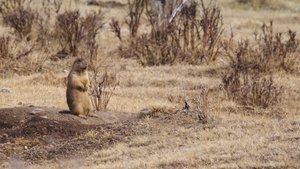 Prairie Dog Manor The Good, The Bad & The Snuggly