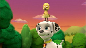 PAW Patrol: 1×9