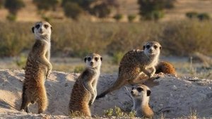 Meerkat Manor: Rise of the Dynasty Hard Times