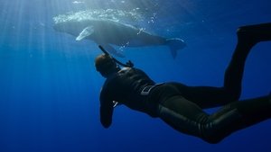 Whale with Steve Backshall Ocean Voyagers