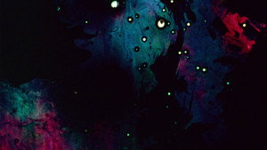 Stellar