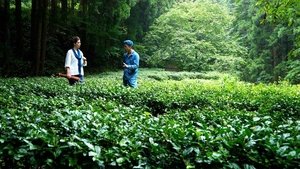 Journeys in Japan: 15×21