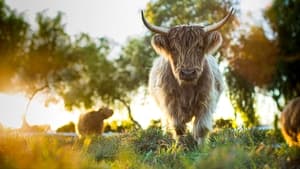 Mi gran pequeña granja: El regreso