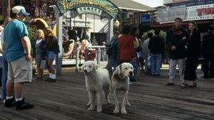 ดูหนัง Homeward Bound 2: Lost in San Francisco (1996) [ซับไทย]