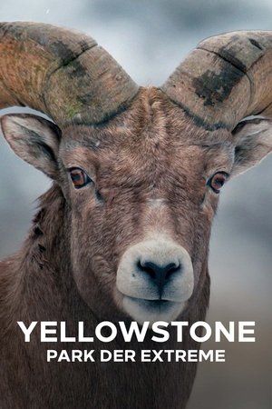 Image Epic Yellowstone