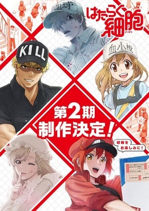 Hataraku Saibou (TV): Temporada 2