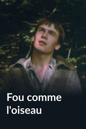 Image Fou comme l'oiseau