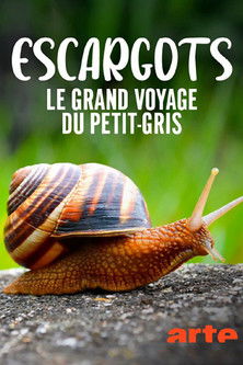 Escargots, le grand voyage du petit-gris