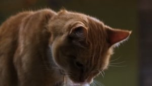Cats & Dogs 3: Paws Unite (2020)