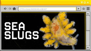 These Slugs Led Us to the Last Good Place on the Internet still