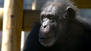 A Vida Secreta dos Chimpanzés: 1×4