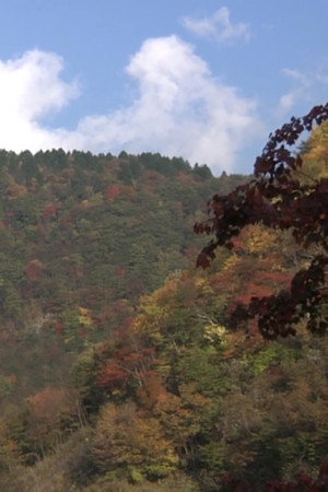 Autumn Leaves Exploration