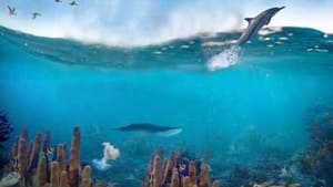 Great Barrier Reef film complet