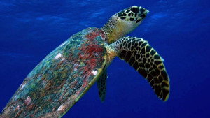 Wild Tuamotus