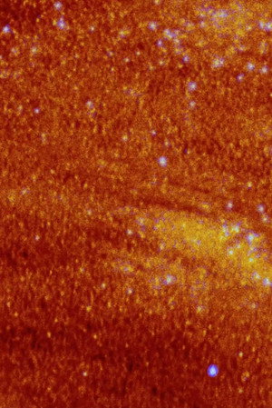 La plante dansante de d&eacute;sastres (2026)