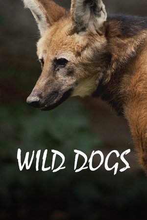 Image Chats et chiens sauvages