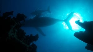 Atlantic: The Wildest Ocean On Earth