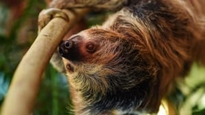 The Secret Life of the Zoo Sloth Couples Therapy