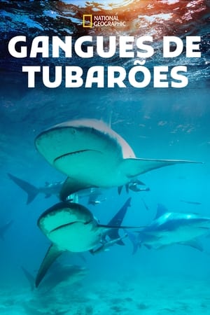 Poster Gangues de Tubarões 2021
