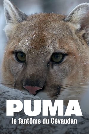 Poster Puma, le fantôme du Gévaudan 2019