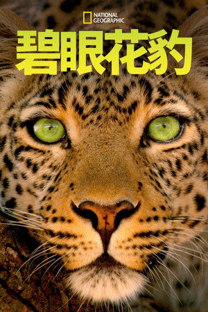 Jade Eyed Leopard 21