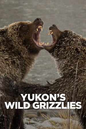 Yukon's Wild Grizzlies