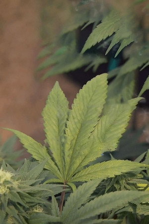 Weed: A Dr. Sanjay Gupta Special 2