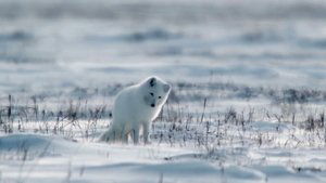 Frozen Kingdoms