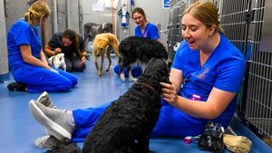 24/7 Pet Hospital Episode 6