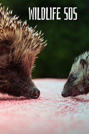 Image Wildlife SOS
