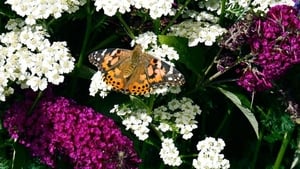 The Great Butterfly Adventure: Africa to Britain with the Painted Lady