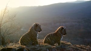 Tigres salvajes de Rusia (Russia’s Wild Tiger)