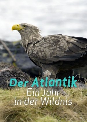 Image Der Atlantik: Ein Jahr in der Wildnis