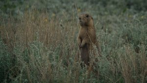 Prairie Dog Manor A Flood of Trouble