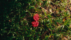 Pomegranate