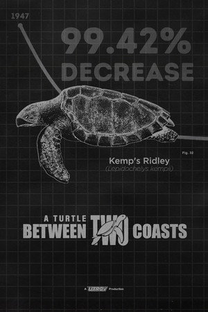 A Turtle Between Two Coasts poster