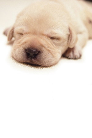 Quill: The Life of a Guide Dog