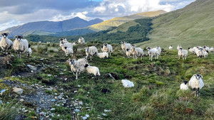Neglected Birds Found and Highland Blaze Seen from Space | StreamHub
