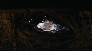 Shaman (2025) ชาแมน